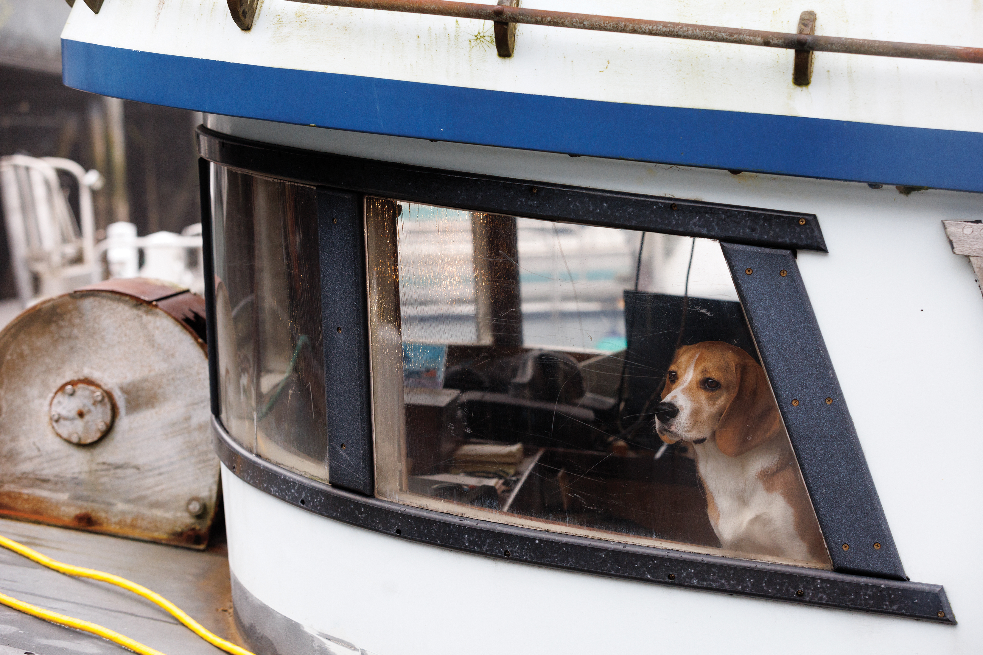 024Sea Dog CMYK